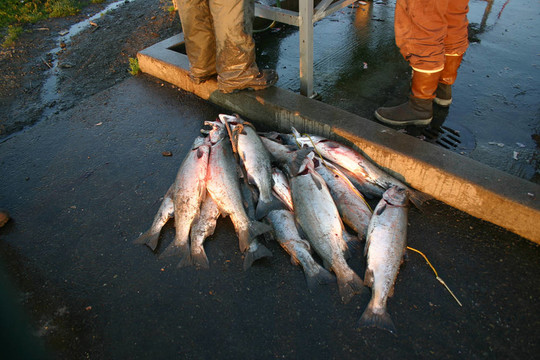 鮭魚樁