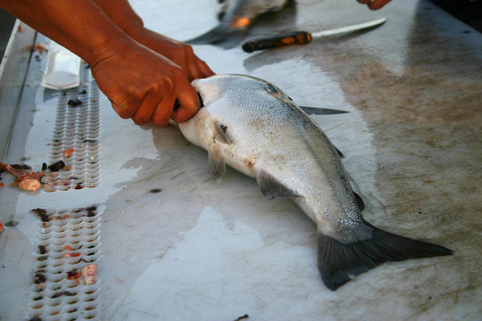 清洗三文魚