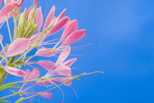 醉蝶花