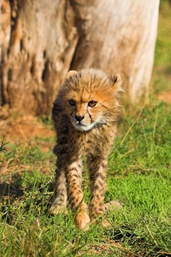 獵豹幼崽