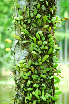 寄生植物