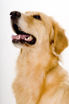 金retreiver