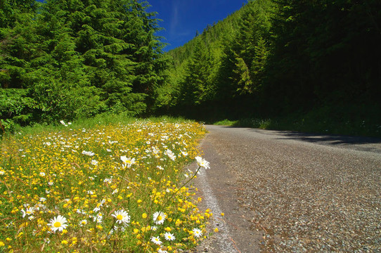 在山上的路