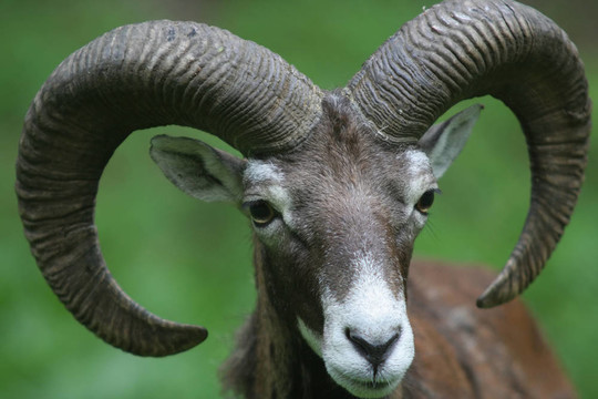 Mouflon（Ovis Musim）