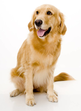 金retreiver