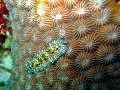 海洋扁形蟲
