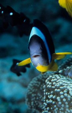 小丑魚