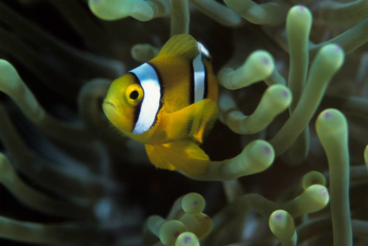 小丑魚