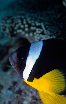 小丑魚