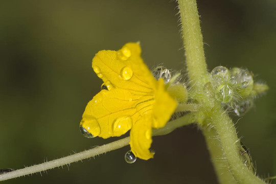 黃瓜花