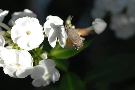 蜂鳥鷹MOT