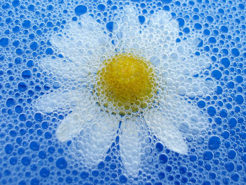 花在泡沫