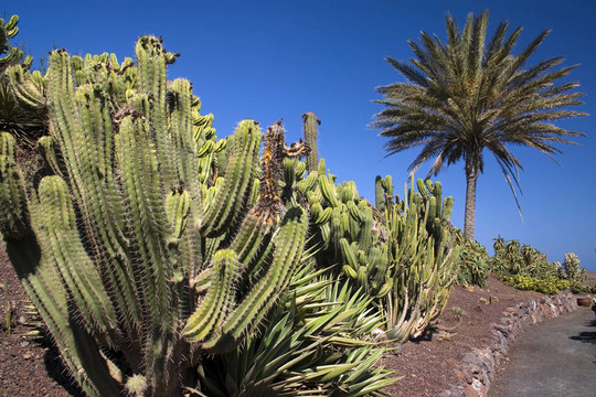 cactus2