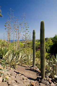 cactus4