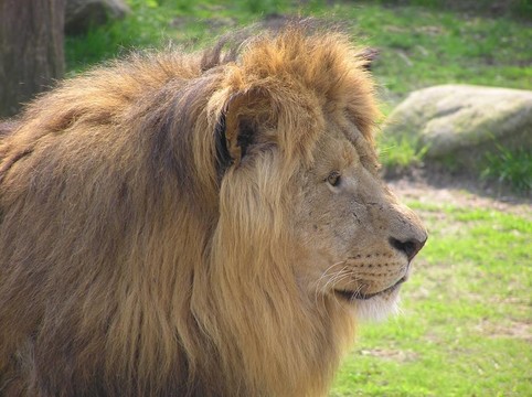 獅子的臉