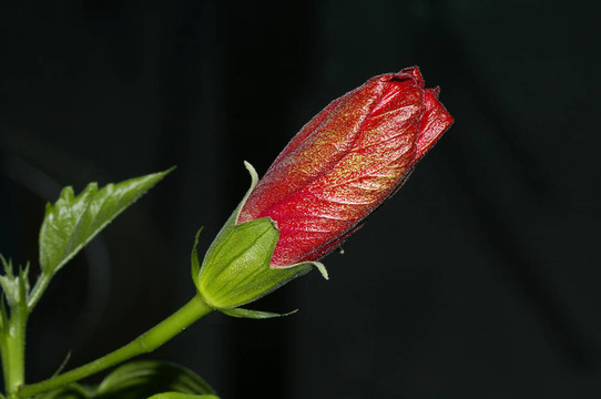 芽紅芙蓉