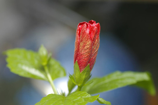 芽紅芙蓉