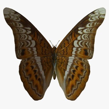 蝴蝶上將
