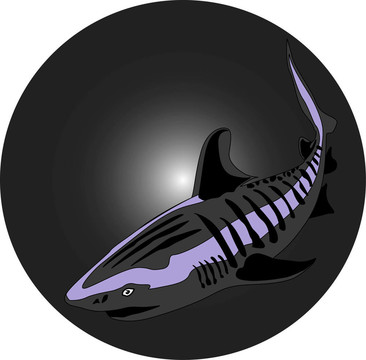 鯊魚(yú)