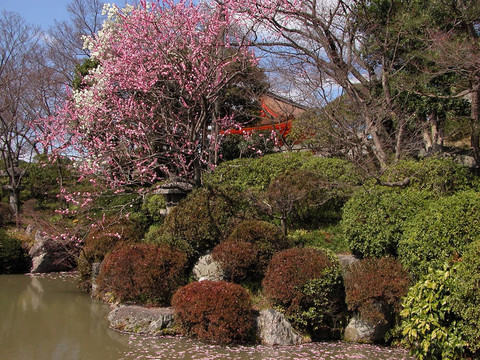 五彩繽紛的花園
