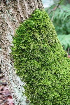 樹上的苔蘚