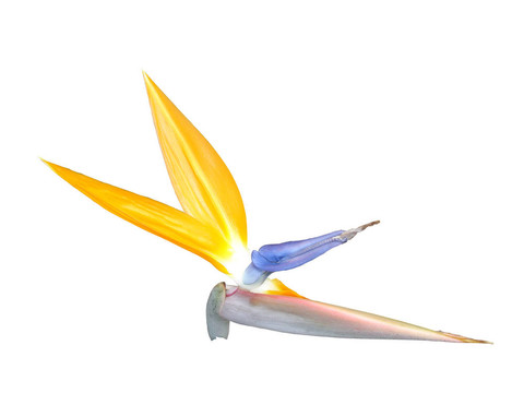 天堂鳥