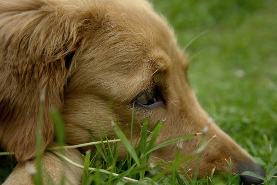 金毛獵犬