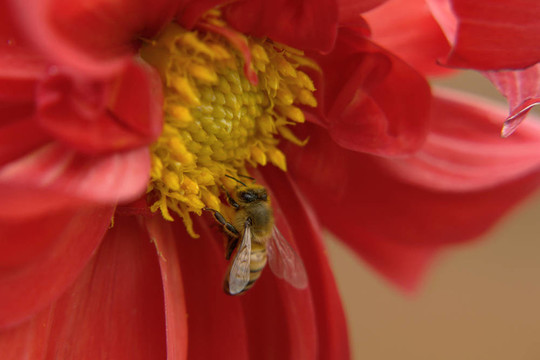 蜜蜂在花上