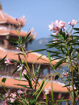 古老的Chinese Pagoda