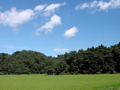 稻田；森林