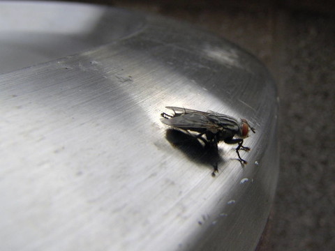 飛