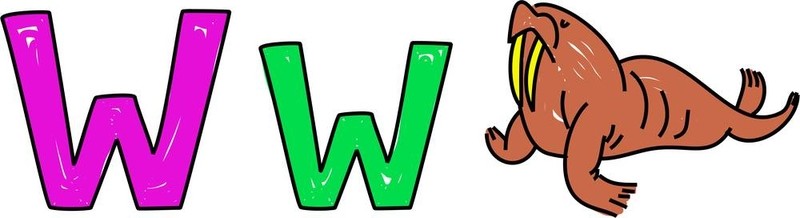 W是海象