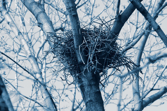 烏鴉s-nest