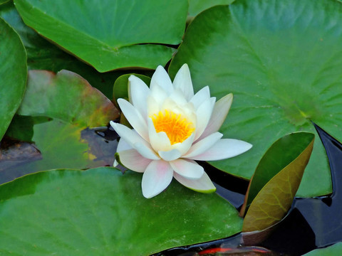 蓮花