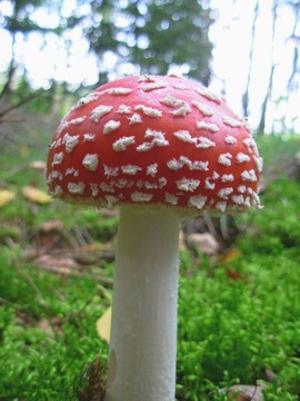 蘑菇