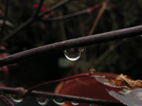 一滴雨
