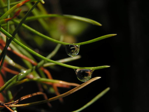 雨滴在冷杉