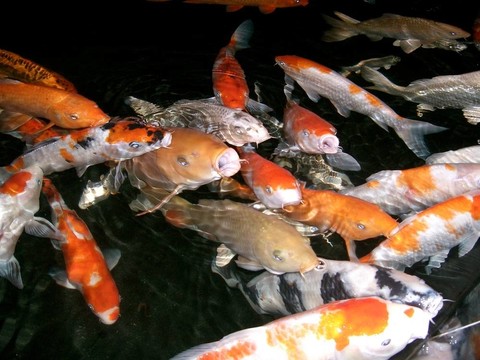 錦鯉