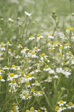 野雛菊畫像
