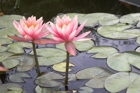 水生植物