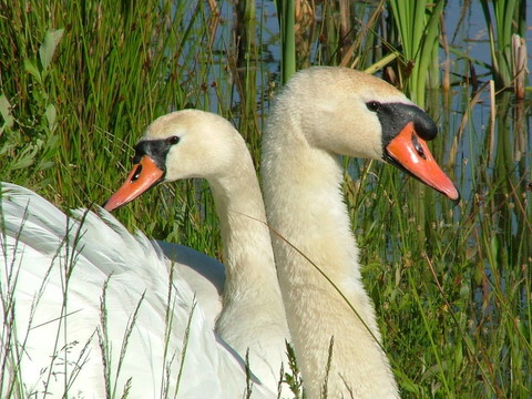 swans2