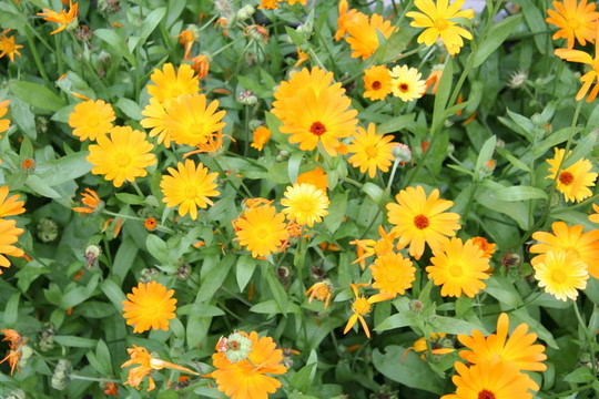Flower 14