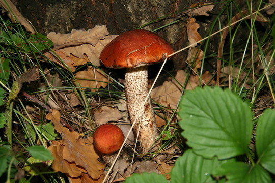 Mushroom的家人