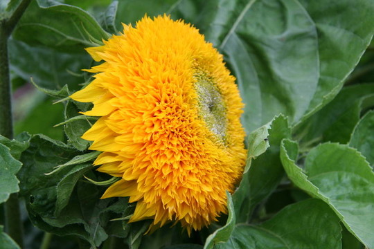 Flower 11
