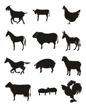 農(nóng)場(chǎng)動(dòng)物