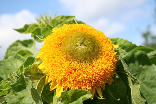 Flower 16