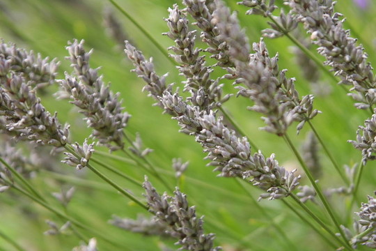 薰衣草