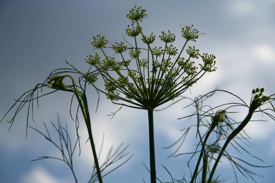 Flower 19