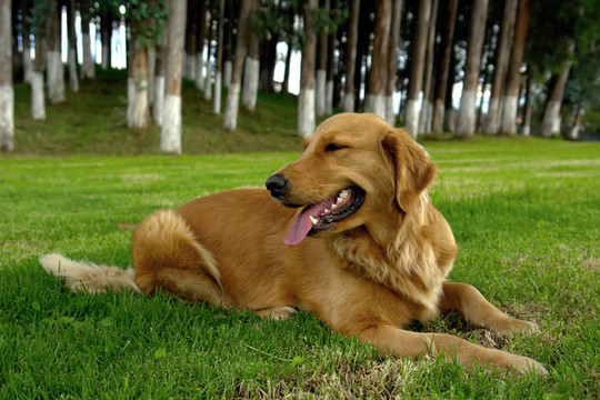 金毛巡回獵犬
