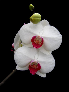 蘭花